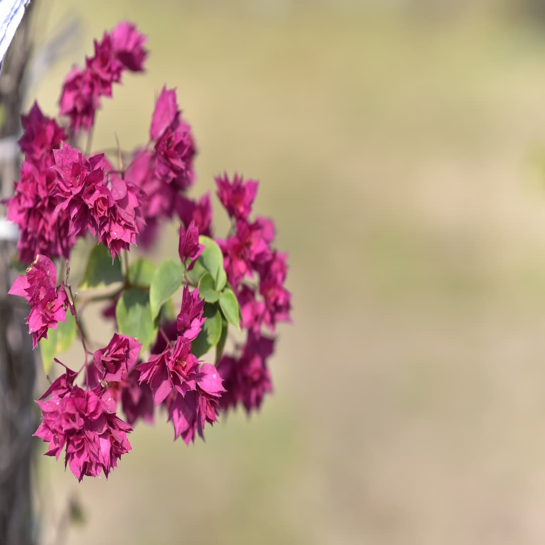 bougainvillea